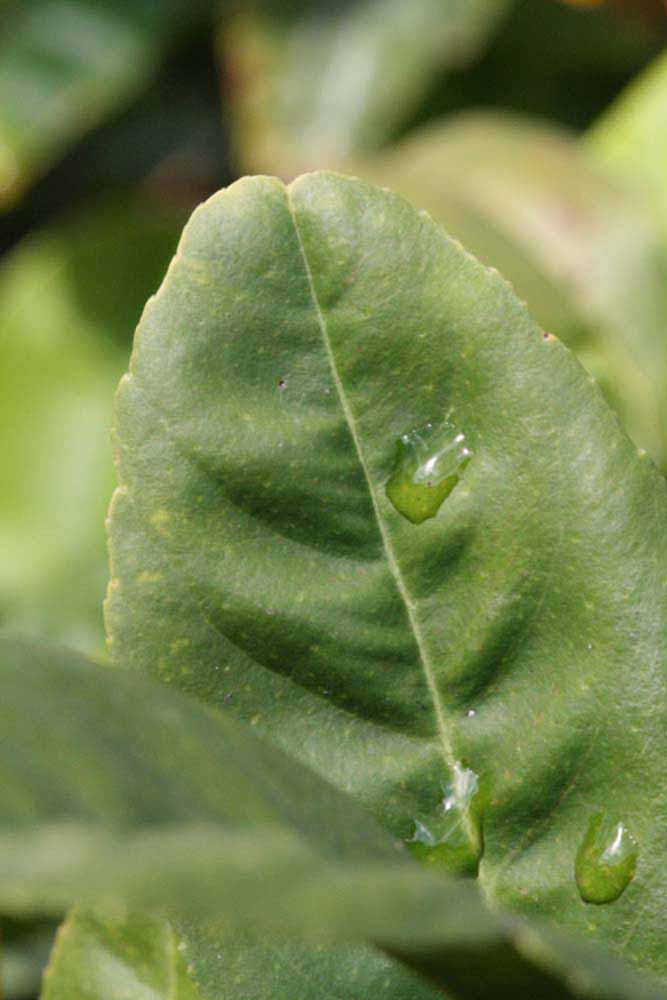                Margin (S-1, Riverside, CA)       